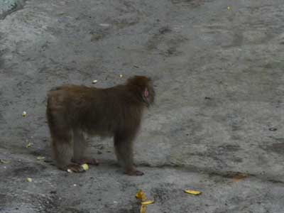 Маленькая обезьянка